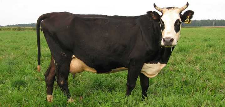 Ярославская порода коров: описание, продуктивные характеристики, фото + отзывы.