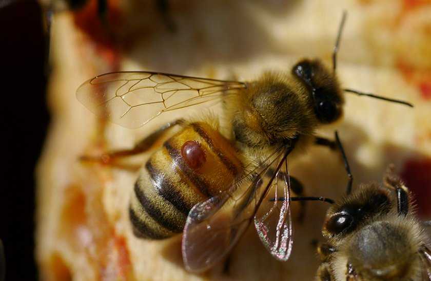 Гнилец у пчел: лечение, препараты, виды, дозы лекарств. Описание разновидностей заболевания с перечнем отличительных характеристик. Важная информация для пчеловодов по предотвращению снижения продуктивности семей.