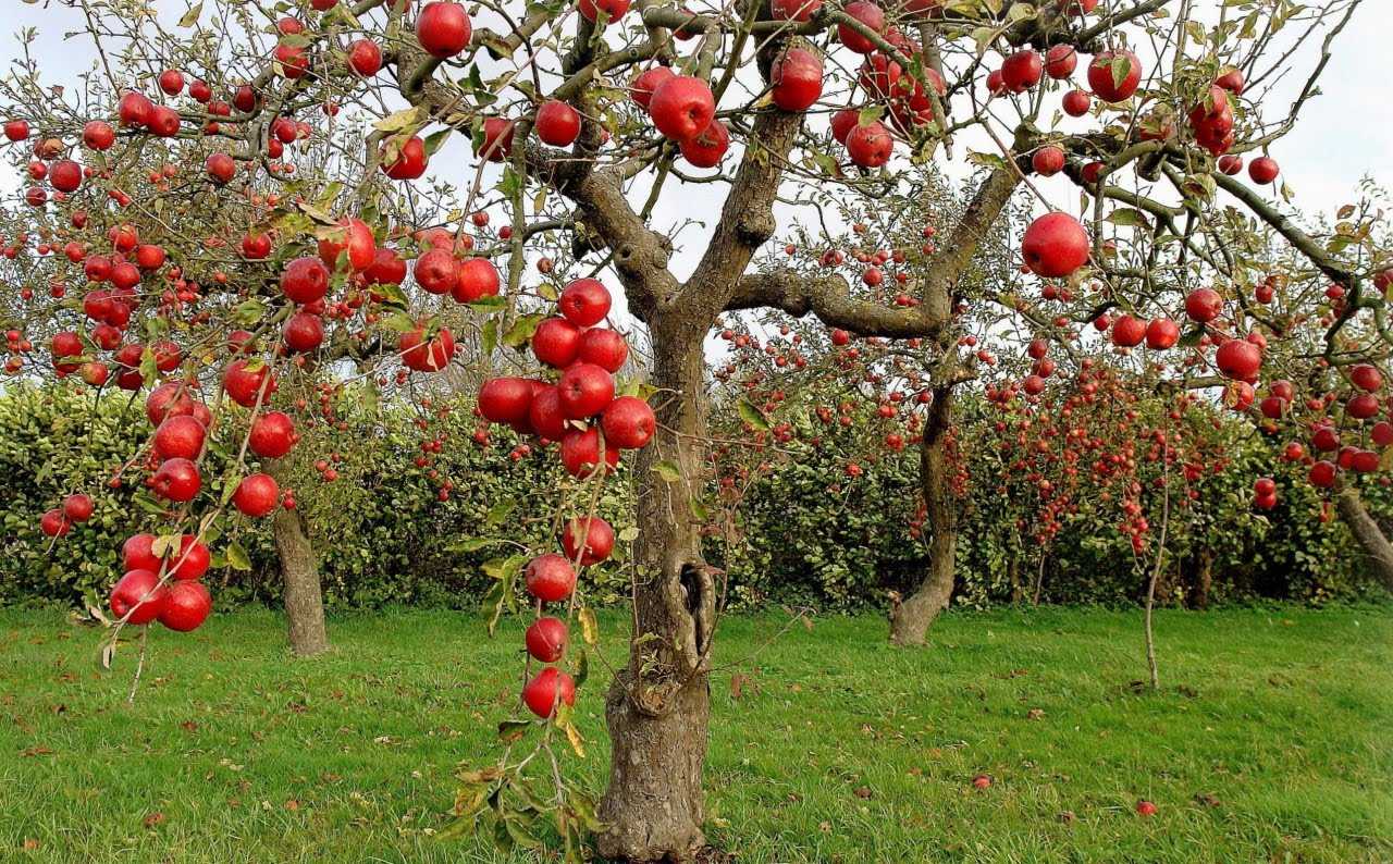 Посадка, уход и обрезка плодовых деревьев: самые полезные советы