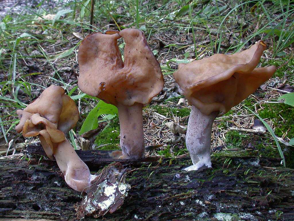 Строчок осенний: описание гриба, места распространения, фото
