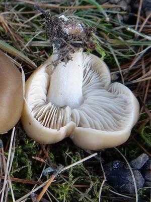 Как отличить белый гриб