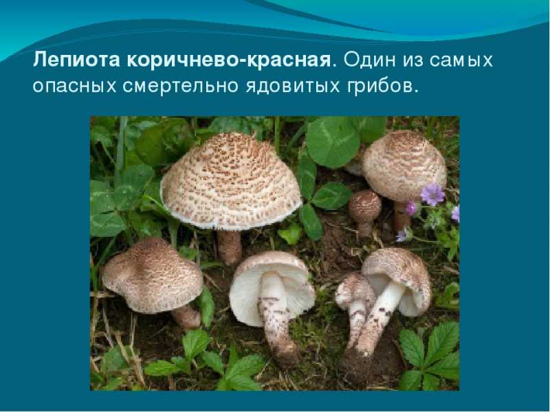 Ложный белый гриб и настоящий: +19 фото и описание, как отличить?