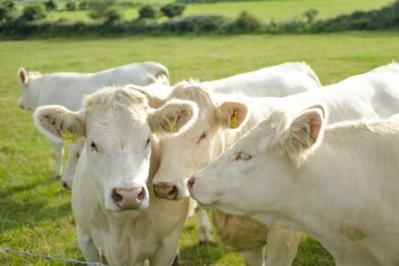 Порода коров шароле: характеристика и особенности содержания