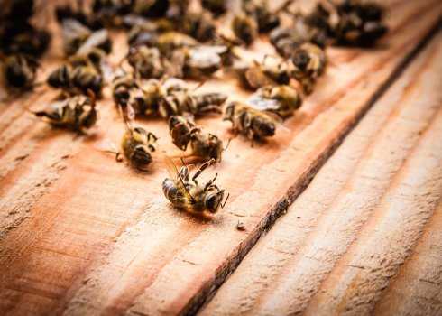 Восковая моль: что это такое, фото, какой вред наносит пчелиным семьям, как с ней бороться в ульях и сотохранилищах русский фермер