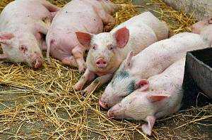 Энтеропатия (илеит) свиней