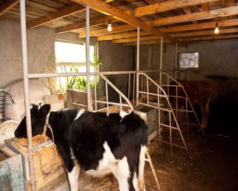 Системы и способы содержания крупного рогатого скота
