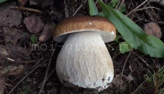 Как отличить съедобные грибы от несьедобных