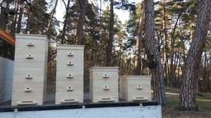 Колодное и рамочное пчеловодство, используемые методы. Что нужно для содержания пчелиных семей, инвентарь пасечника. Породы пчел и разновидности ульев с фото.