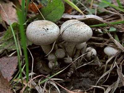 Чешуйчатка гаревая (pholiota highlandensis) –  грибы сибири