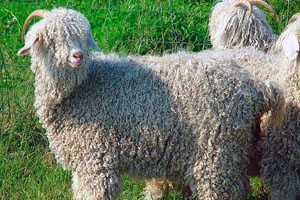Пуховые козы: описание пород и фото, характеристики коз