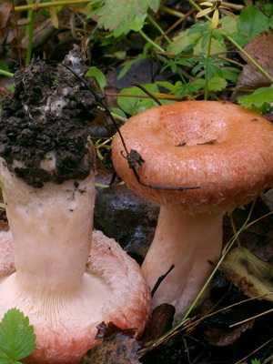 Как выглядят ложные рыжики: фото, как отличить от настоящих грибов и можно ли их есть