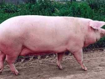 Какая порода свиней самая выгодная для разведения