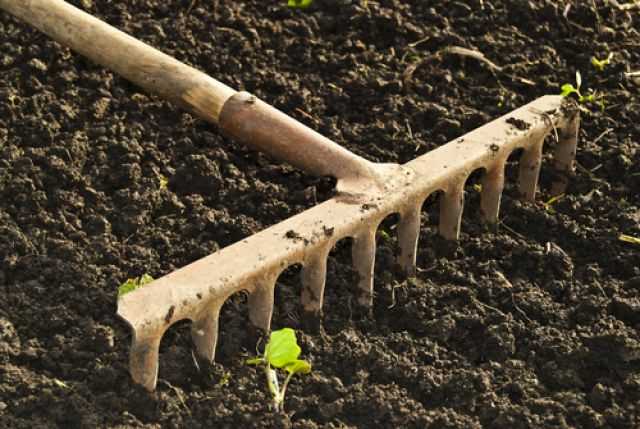 Как можно повысить плодородие почвы?