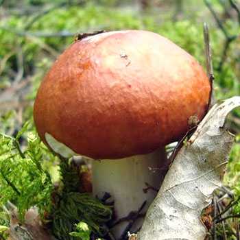 Подберезовик шахматный – съедобный гриб. полезные свойства и вред.