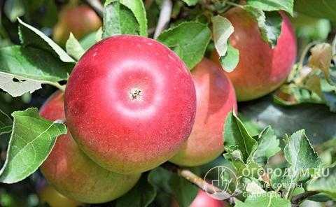 Сорт яблок Айдаред: описание сорта фото отзывы садоводов. Посадка и уход, достоинства и недостатки сорта.