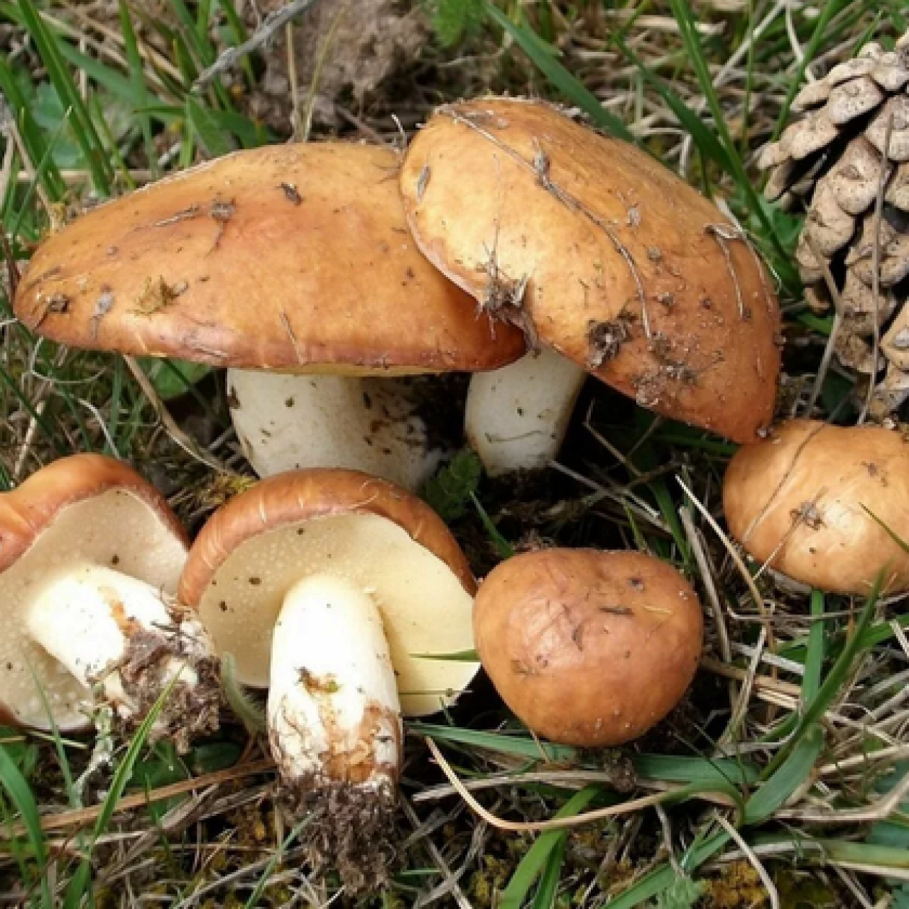 Белый еловый гриб и его формы