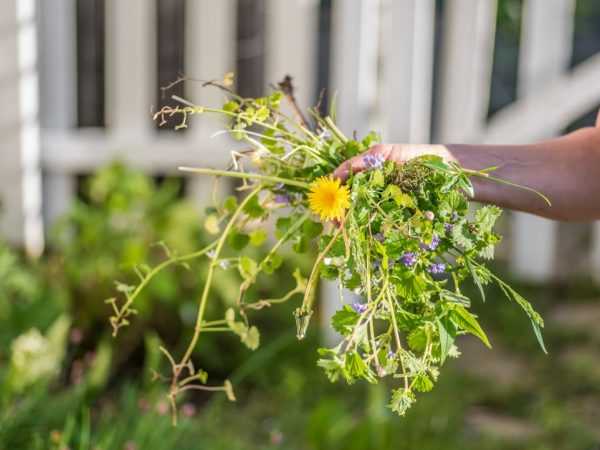 Лазурит: гербицид от однолетних сорняков на картофеле и томатах