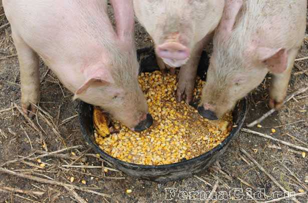 Как сделать качественные поилки для свиней своими руками