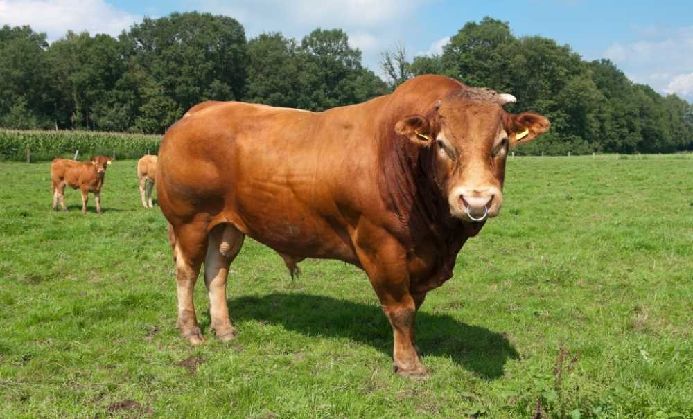 Кьянина — старейшая, красивейшая и самая крупная порода коров на земле