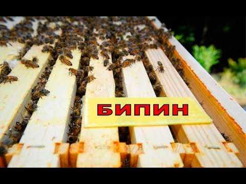 Обработка пчёл «бипином» (дым пушка): инструкция по применению