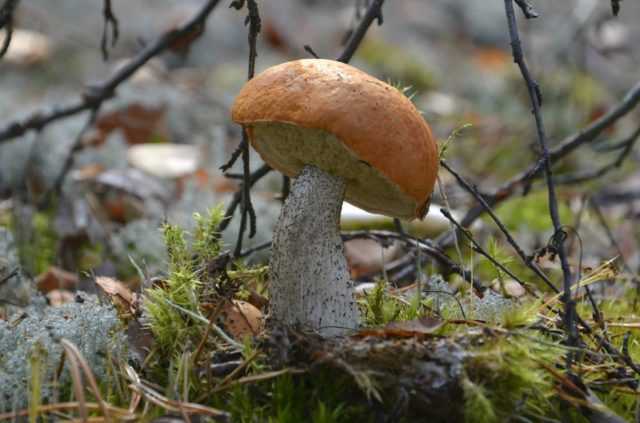 Подосиновик - фото, описание, полезные свойства, где растет и когда собирать гриб подосиновик