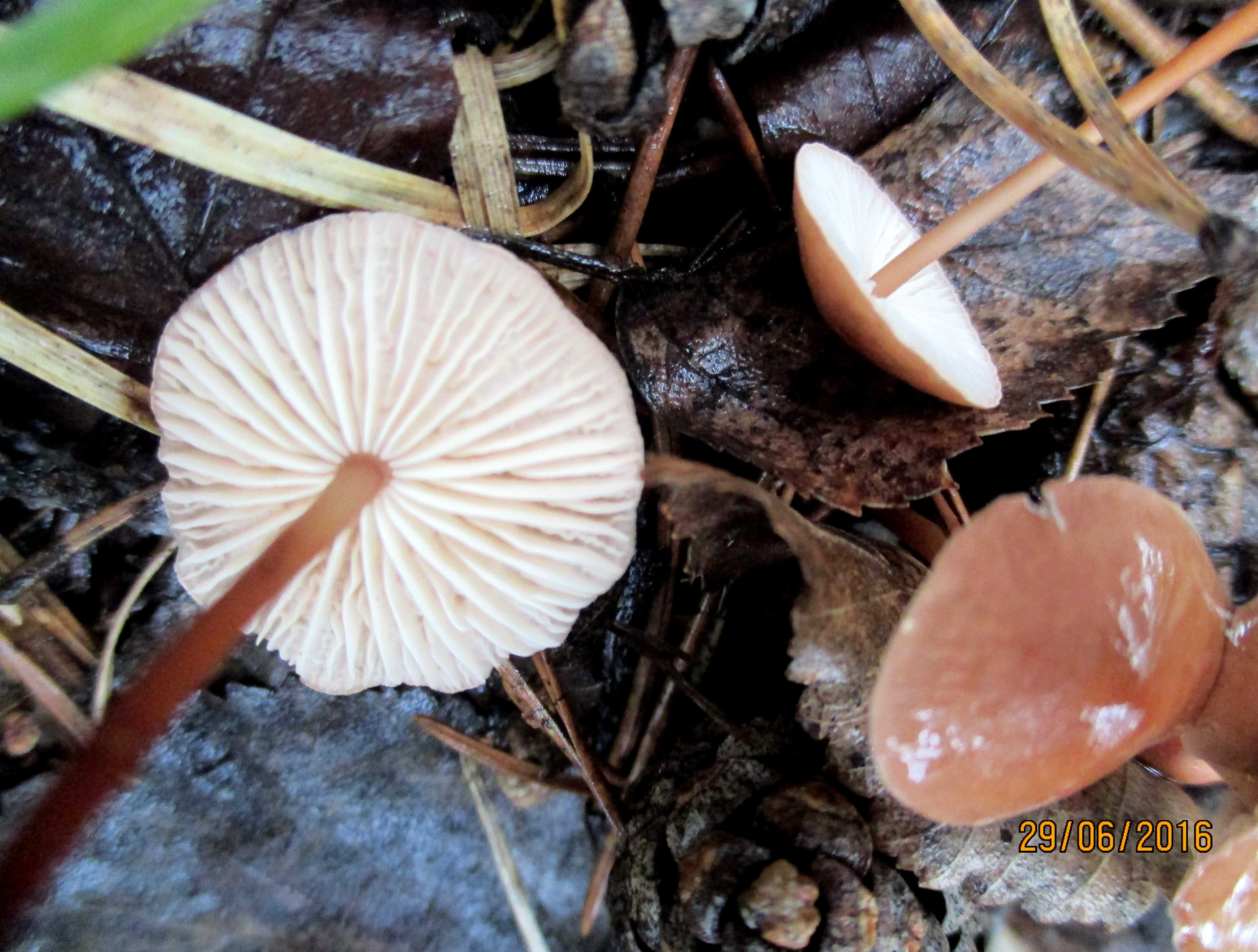 Негниючник кровавоголовый (marasmius haematocephalus): как выглядит, где и как растет, съедобный или нет