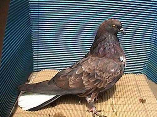 Высоколетные николаевские голуби - описание породы и разведение