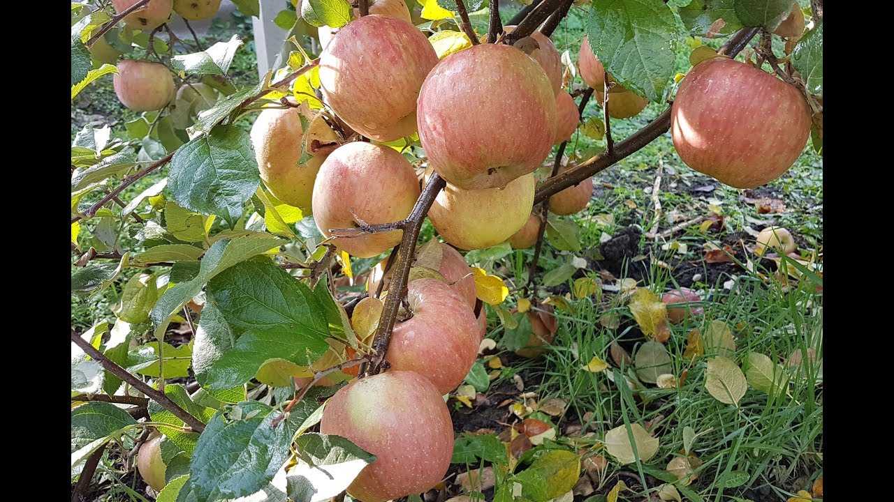 Яблоня фуджи: описание сорта