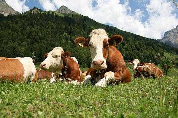 Коровы породы айрширская: происхождение, характеристики, продуктивность, условия содержания