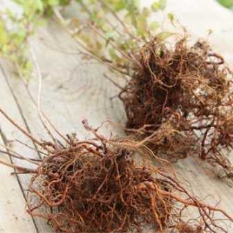 Гименохета красно-бурая (дубовая, красно-ржавая, hymenochaete rubiginosa): как выглядит, где и как растет, съедобный или нет