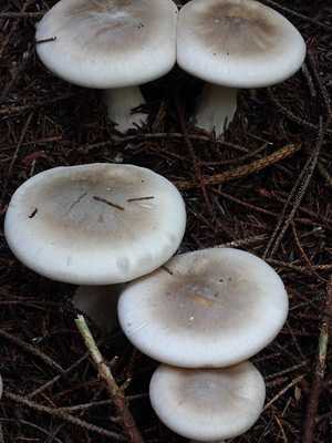 Ядовитые грибы рядовки (говорушки): фото рядовки серой, тигровой и беловатой; как выглядят несъедобные грибы