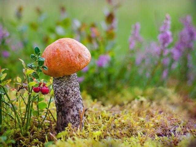 Как вырастить грибы на садовом участке и в огороде