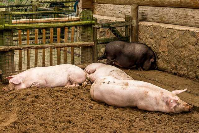 Как разводить свиней: описание и технология разведения поросят в домашних условиях