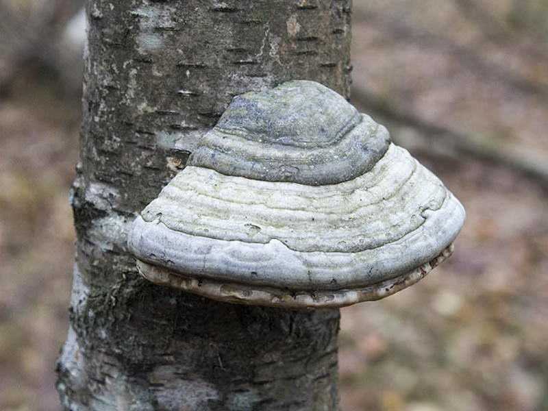 Почему отношения гриба трутовика и берёзы считают примером паразитизма?  - другое - вопросы и ответы