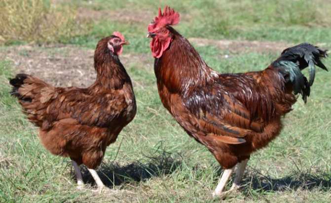 Род-айленд – популярная мясо-яичная порода  кур