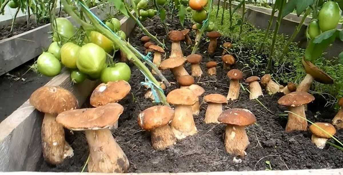 Где собирать грибы вешенки и как вырастить их дома