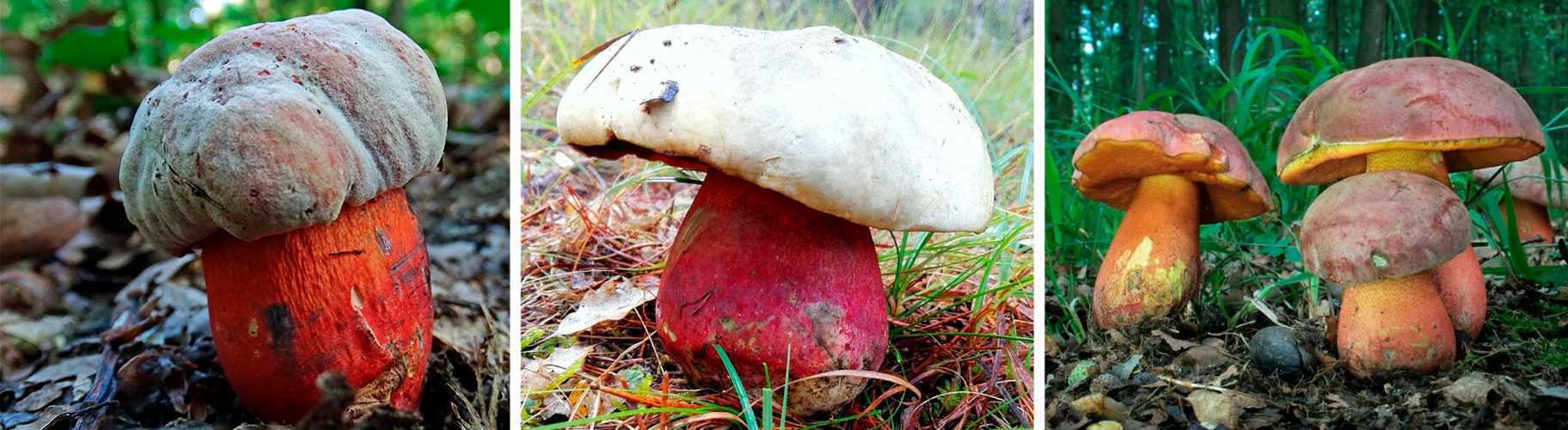 Как выглядит гриб боровик и его описание (+27 фото)