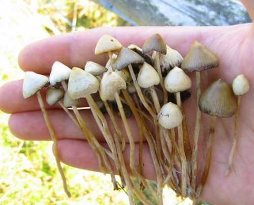 Особенности гриба волоконница земляная