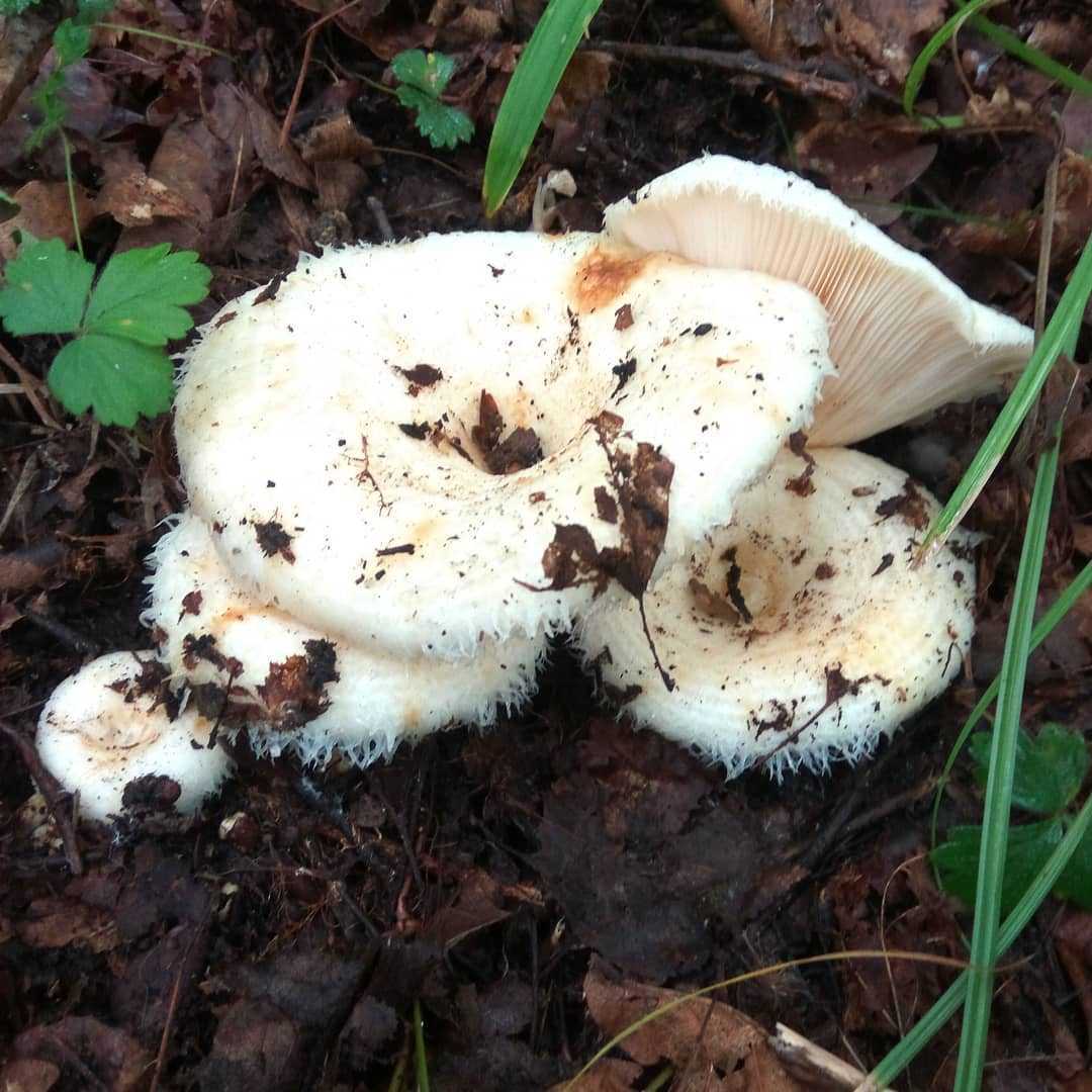 Чем отличаются грузди от подгруздков, скрипуна и других грибов (с фото)