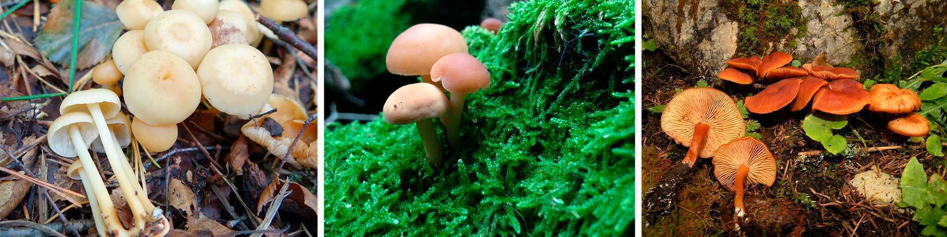 Гимнопус скороспелый (gymnopus ocior) –  грибы сибири