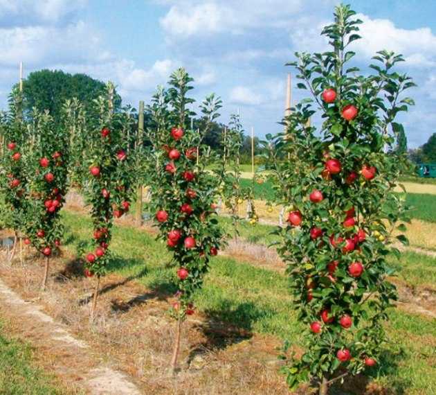 Колоновидная яблоня – правила посадки и ухода, возможные болезни и проблемы