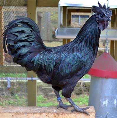 Черная индонезийская курица аям цемани