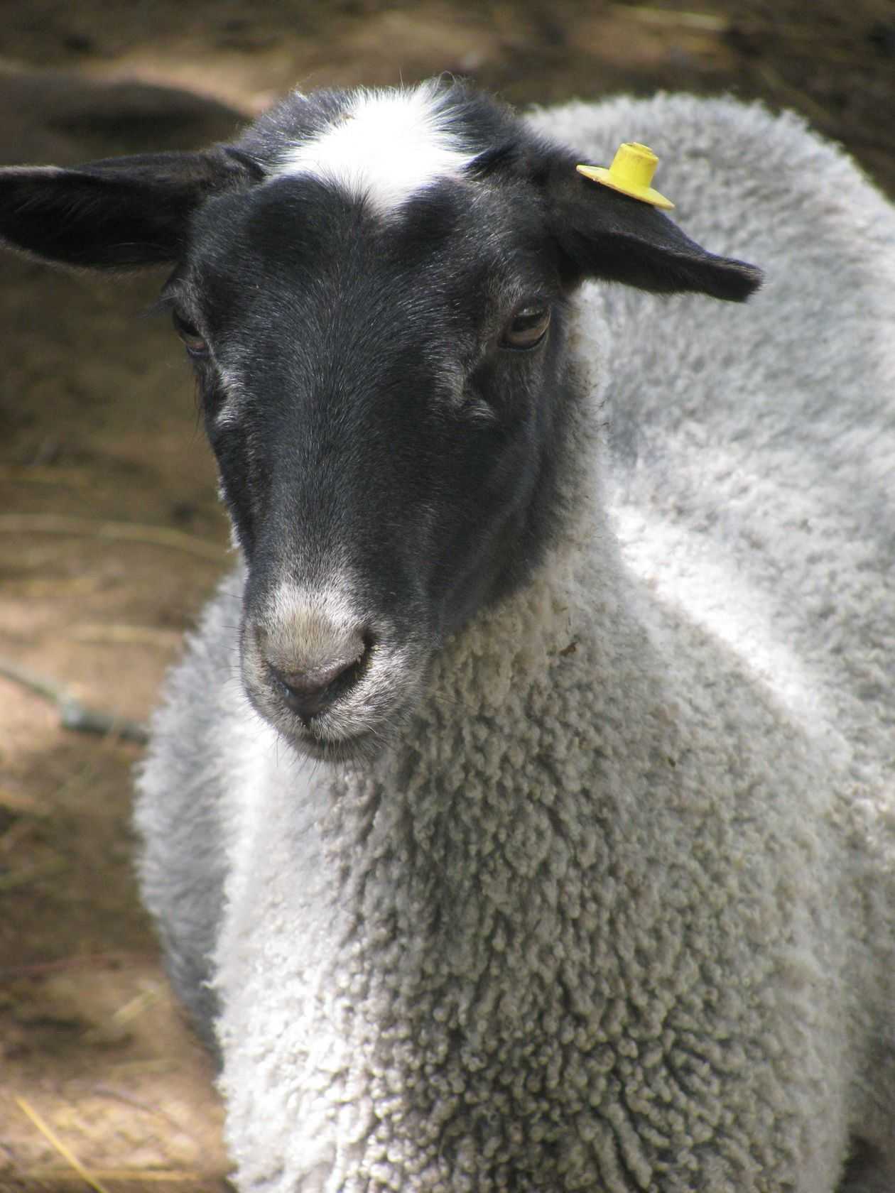 Романовская порода баранов. Романовская порода овец. Романовская порода овец Тонина шерсти. Ягнята Романовской породы.