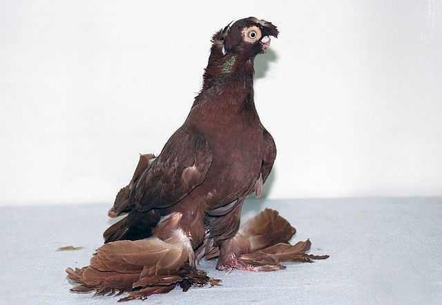 Особенности узбекских двухчубых голубей - мыдачники