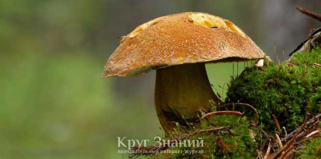 Моховик - съедобные грибы | описание, фото и видео