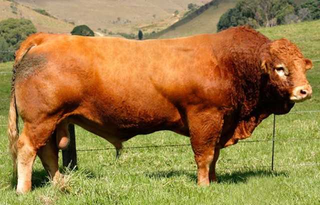 Корова - 109 фото основного типа крупного домашнего скота