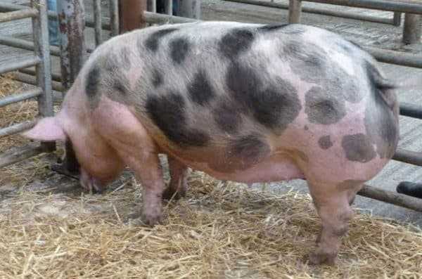 Порода свиней Пьетрен: фото, характеристика, отзывы владельцев. Содержание и уход.