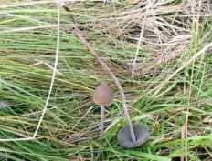 Культивация panaeolus cyanescens и panaeolus tropicalis :: грибы онлайн