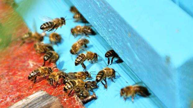 Что такое роение пчел и когда оно наступает