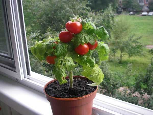 Борная кислота применение в огороде: для томатов, для огурцов, для клубники, отзывы, для завязи, обработка растений